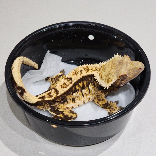 트라이 익스트림할리퀸 화이트크라운