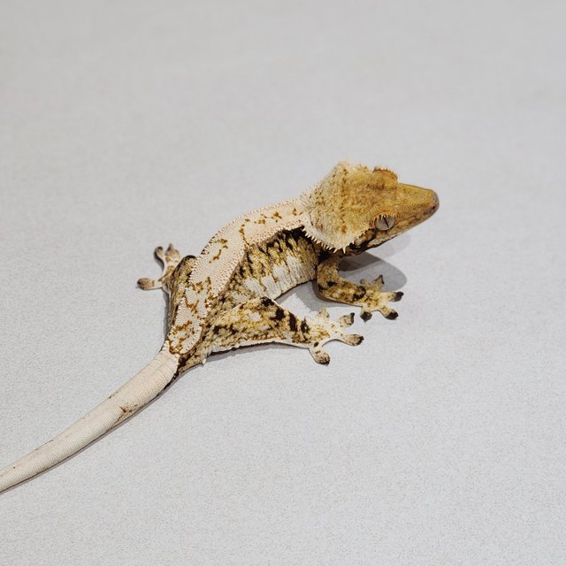 Extreme Harlequin White Pin White Spot Tri Zengex Drippy