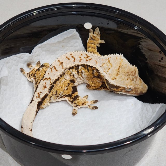 화이트크라운 화이트스팟 트라이 익스트림할리퀸 드리피