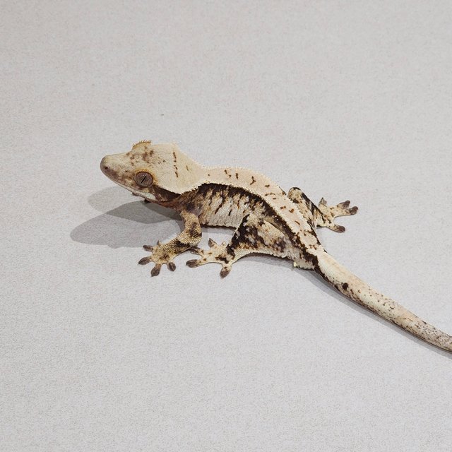 Tri Extreme Harlequin White Spot