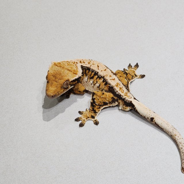 Tri Extreme Harlequin White Pin