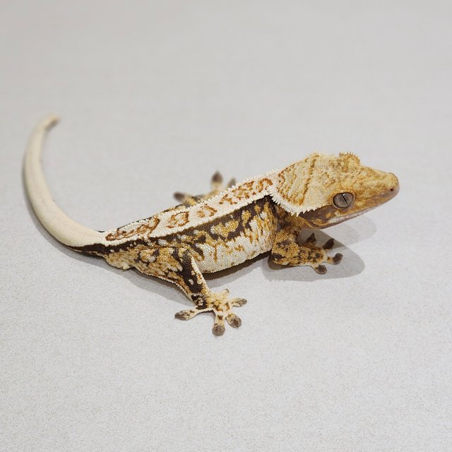 White Crown Tri Extreme Harlequin