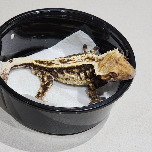 Full Pinstripe Drippy White Spot White Crown Cappuccino