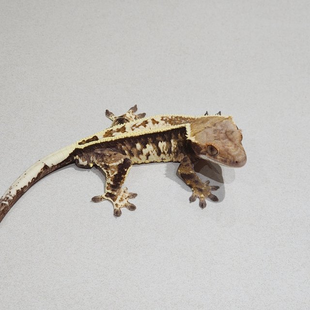 카푸치노 화이트핀