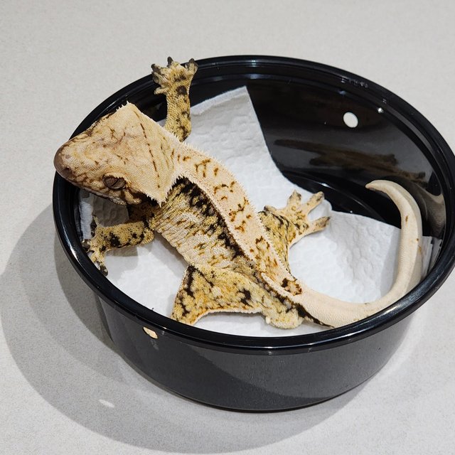 Drippy Tri White Spot White Crown