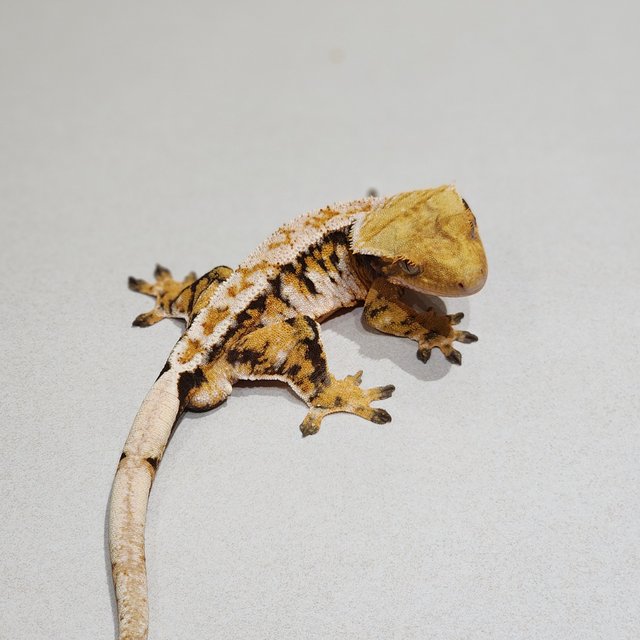 Extreme Harlequin White Spot Drippy White Pin