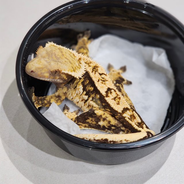 트라이 익스트림할리퀸 화이트크라운