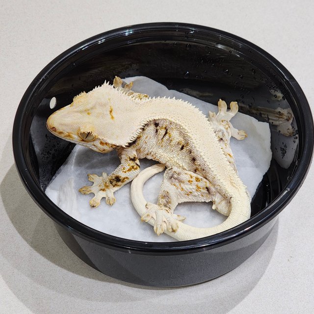 Solid Back Lilly White