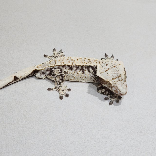 드리피 화이트스팟