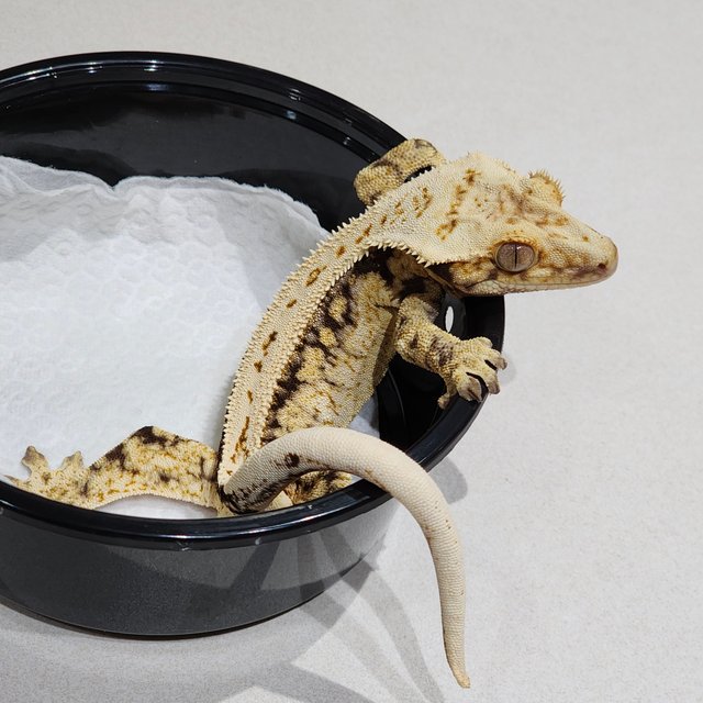 풀핀 드리피 화이트스팟