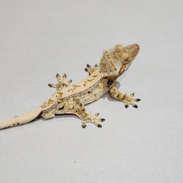 드리피 쿼드 화이트스팟 젠젝스