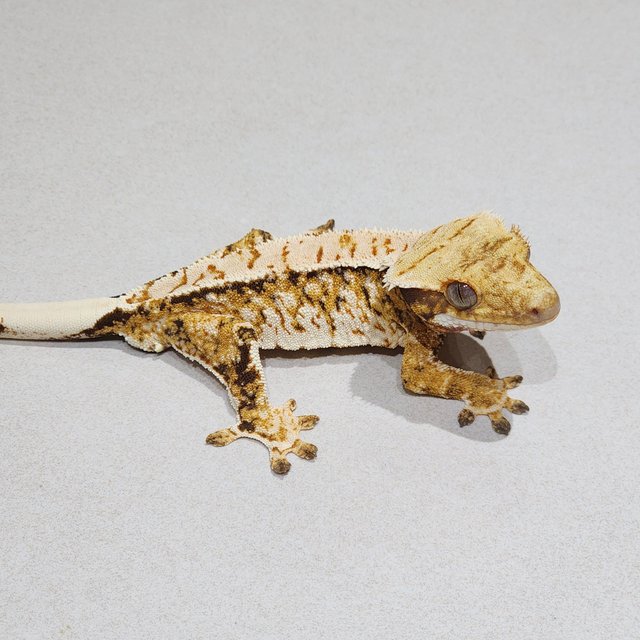 White Spot Tri Extreme Harlequin
