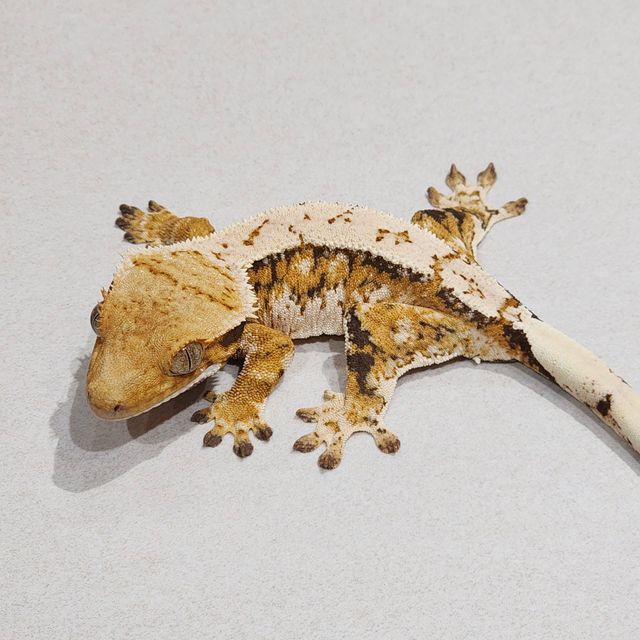 Tri Extreme Harlequin White Pin