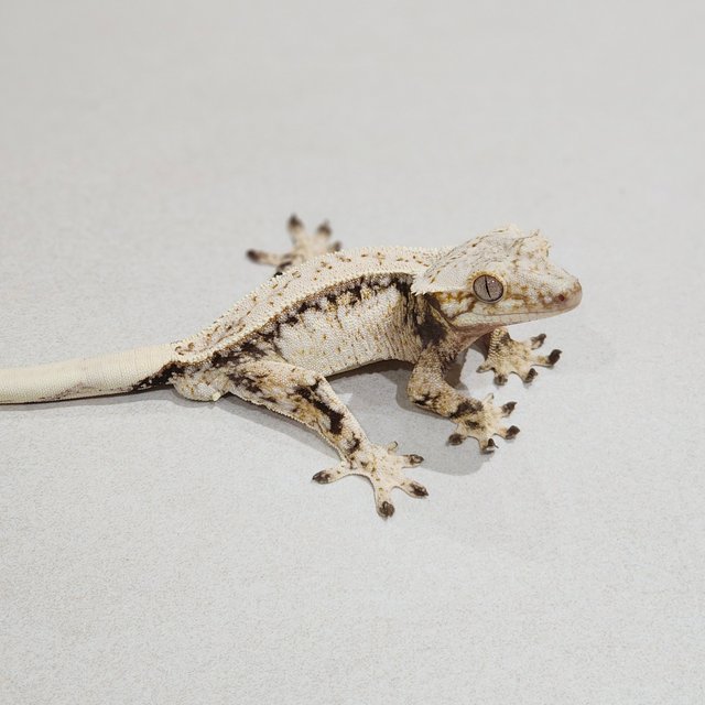 Drippy White Pin Full Pinstripe White Spot