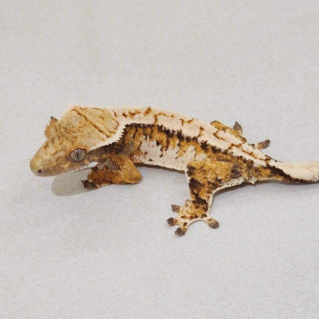 White Pin Extreme Harlequin Tri