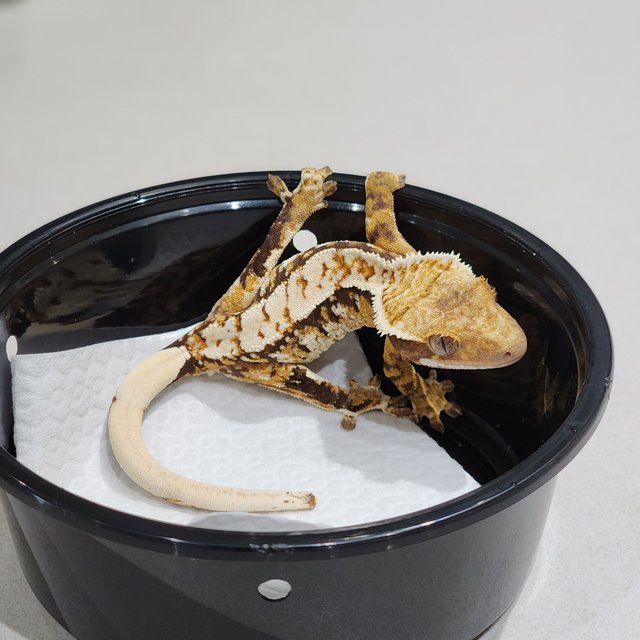 Extreme Harlequin Tri White Spot White Crown
