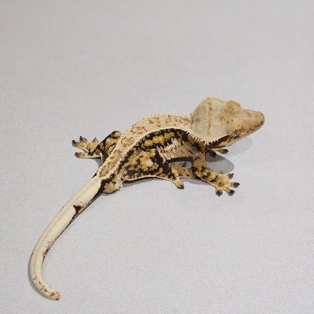 드리피 트라이 익스트림할리퀸 젠젝스 화이트핀