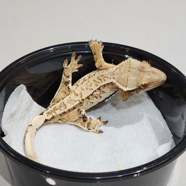 화이트크라운 트라이 익스트림할리퀸 화이트스팟 드리피