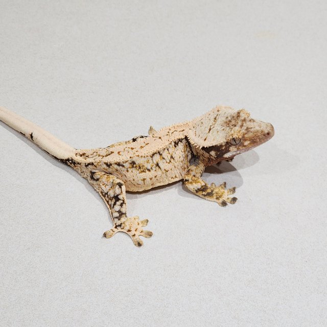 Extreme Harlequin White Spot Drippy Tri