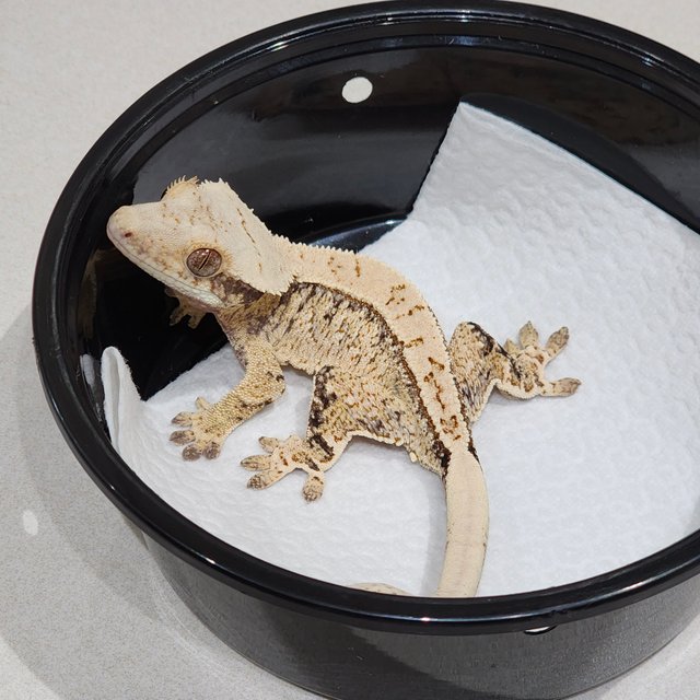 트라이 드리피 화이트스팟