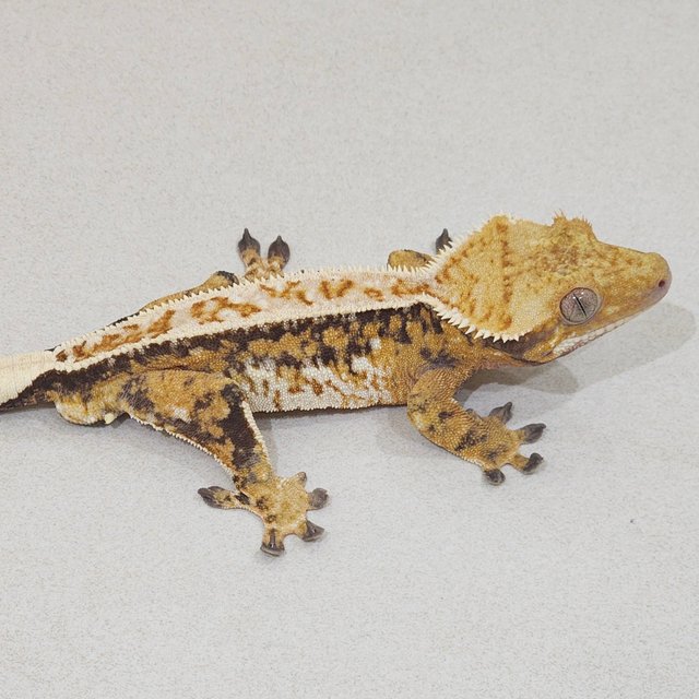 Extreme Harlequin Tri Drippy Full Pinstripe White Pin