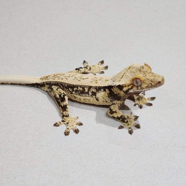 Full Pinstripe Drippy Quad White Spot