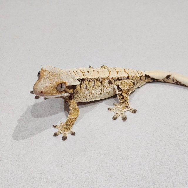 Tri Extreme Harlequin White Spot
