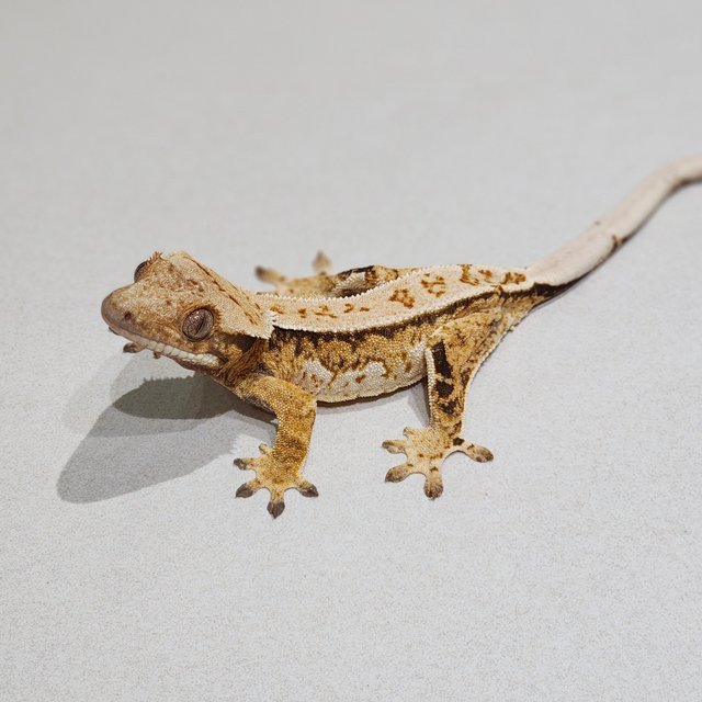 Tri Extreme Harlequin