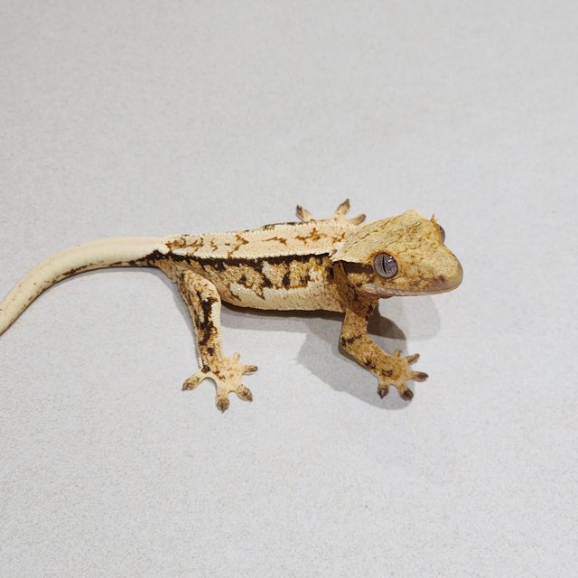 Tri Quad White Crown