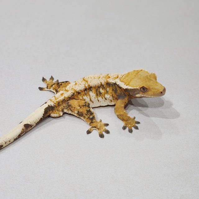 White Pin White Spot Tri Extreme Harlequin