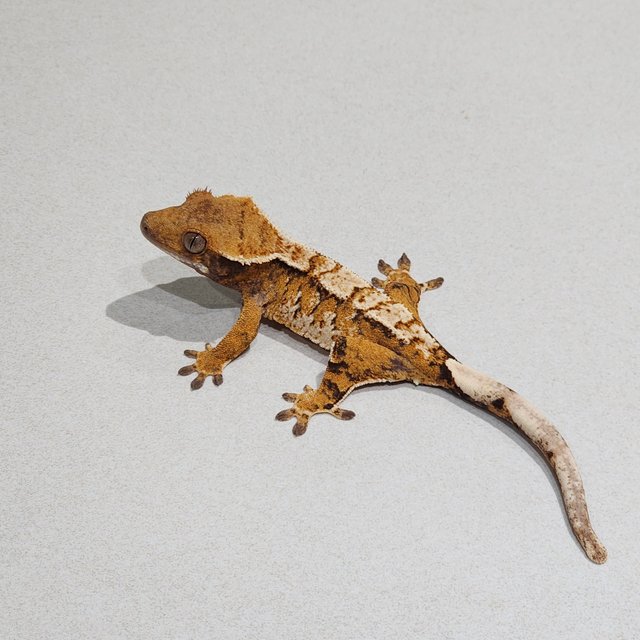 White Pin Tri Extreme Harlequin White Spot