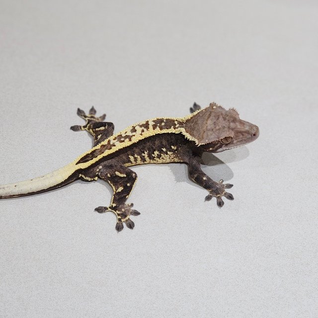 Full Pinstripe White Pin Cappuccino