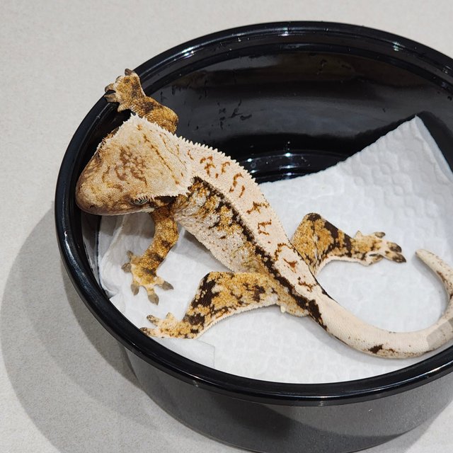 화이트크라운 화이트스팟 트라이 익스트림할리퀸 드리피