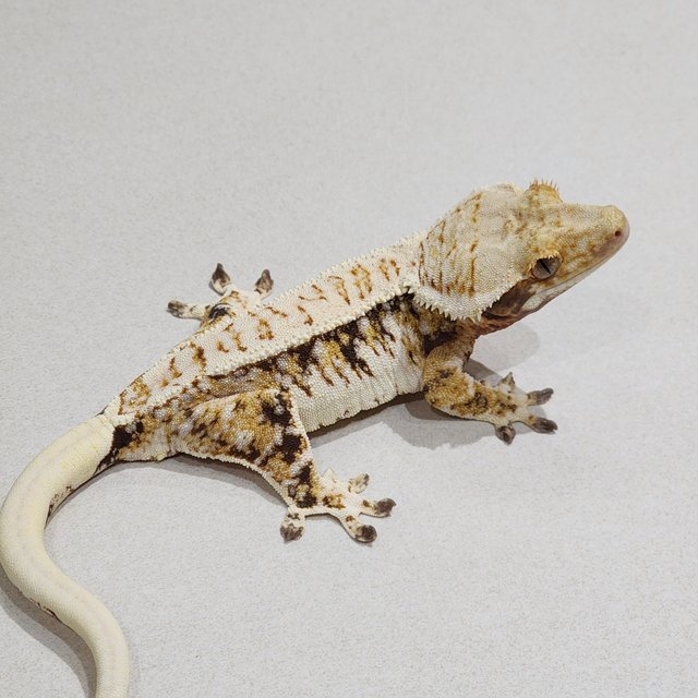 Tri Extreme Harlequin White Spot White Pin White Crown