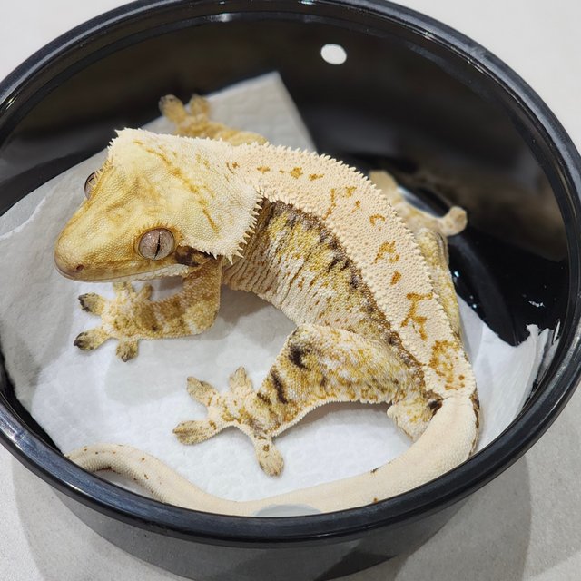 Tri White Crown White Pin Extreme Harlequin White Spot Drippy