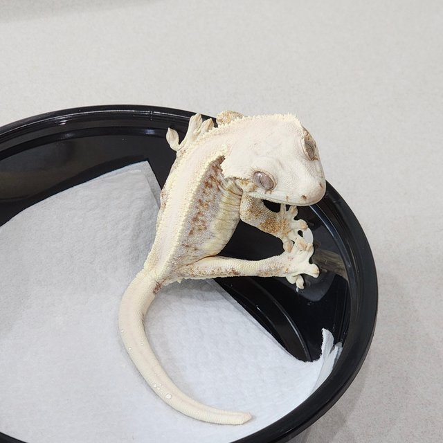 솔리드백 릴리화이트