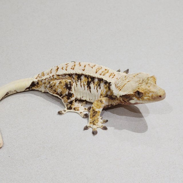 Tri Extreme Harlequin White Spot White Pin White Crown