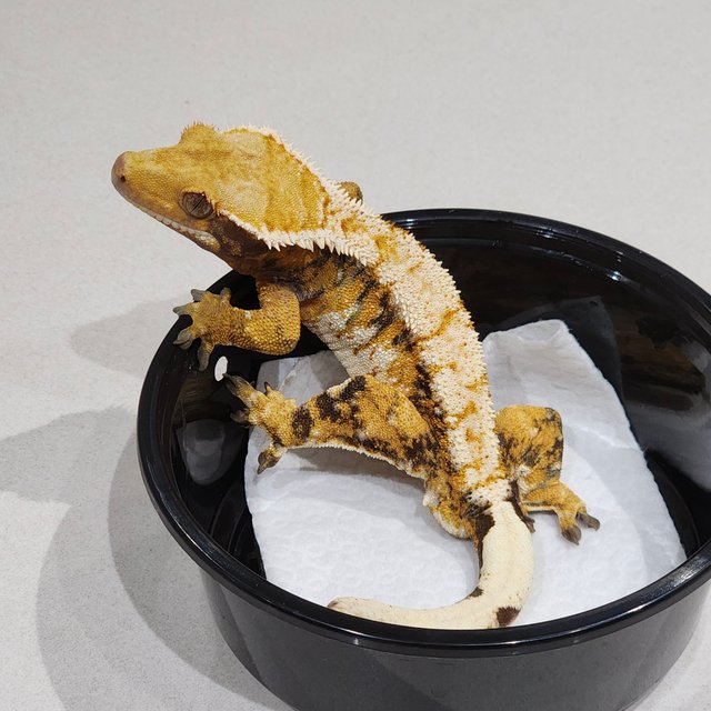 White Spot Tri Extreme Harlequin White Pin