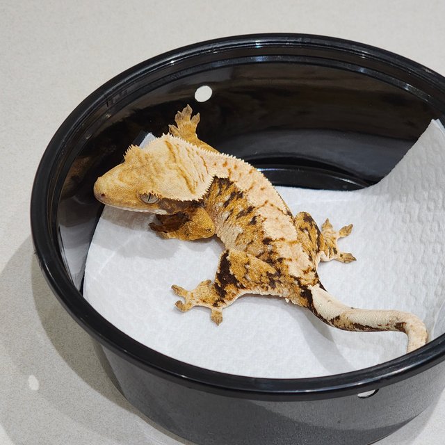 Tri Extreme Harlequin