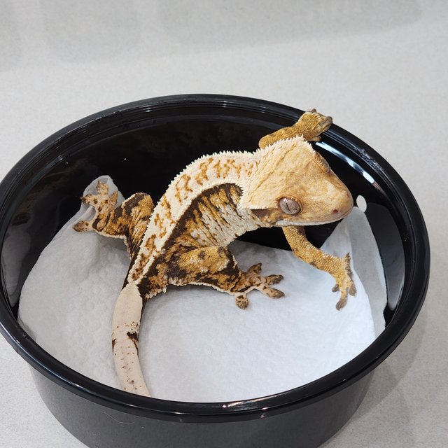 White Crown Full Pinstripe Tri Extreme Harlequin White Pin