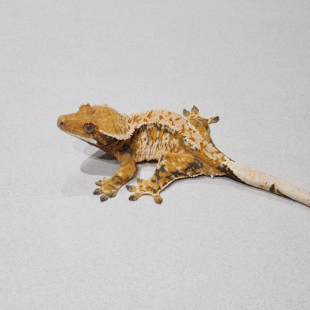 White Pin White Spot Drippy Extreme Harlequin Tri