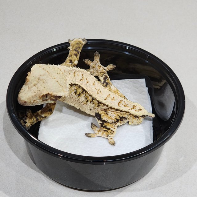 풀핀 화이트크라운 트라이 화이트스팟 익스트림할리퀸