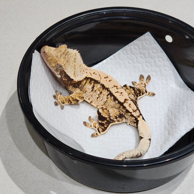 Tri Extreme Harlequin White Spot