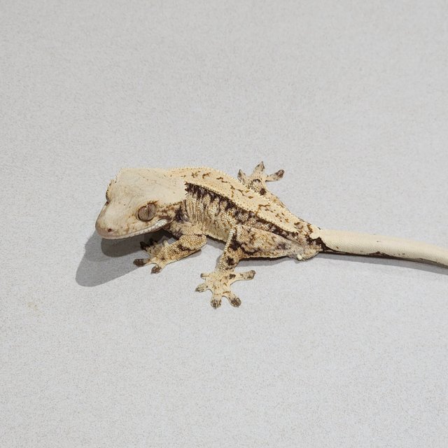 Drippy Tri Extreme Harlequin White Spot