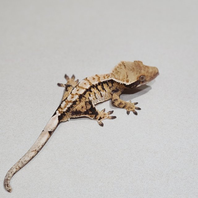 트라이 익스트림할리퀸 화이트핀 드리피