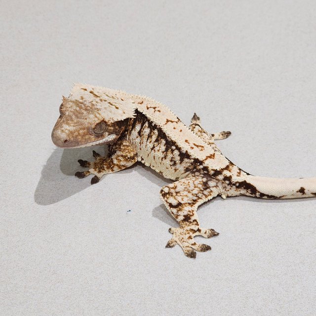 Tri Extreme Harlequin White Spot