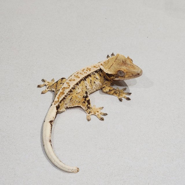 White Pin Drippy Extreme Harlequin Tri White Spot