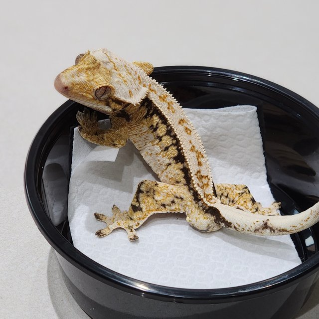 Drippy Tri Extreme Harlequin