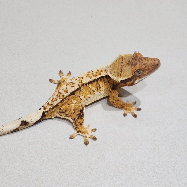 White Crown Tri Extreme Harlequin White Spot