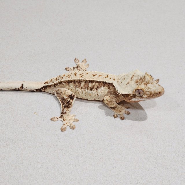 Drippy Quad White Spot Brindle